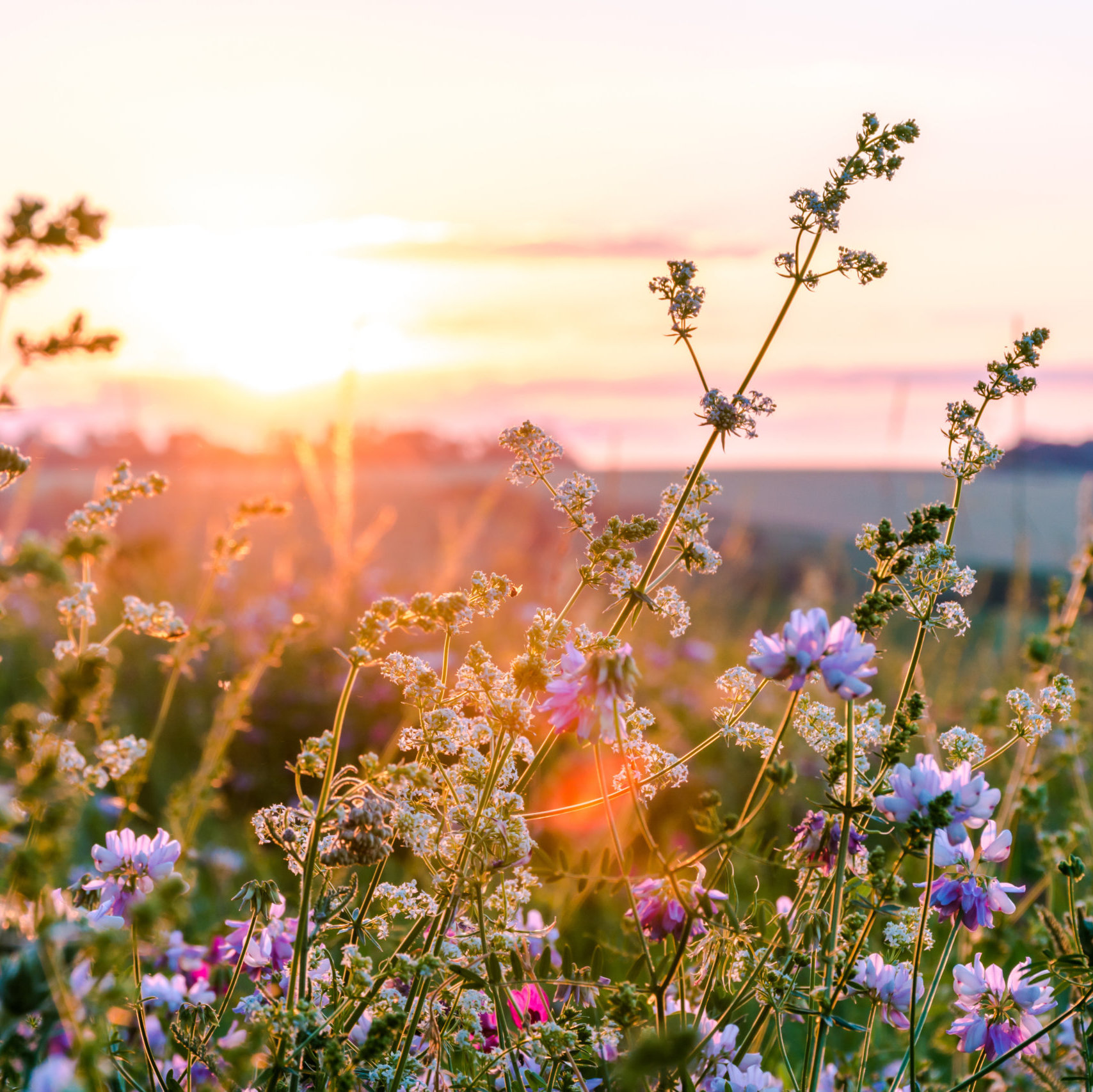 Wild flowers