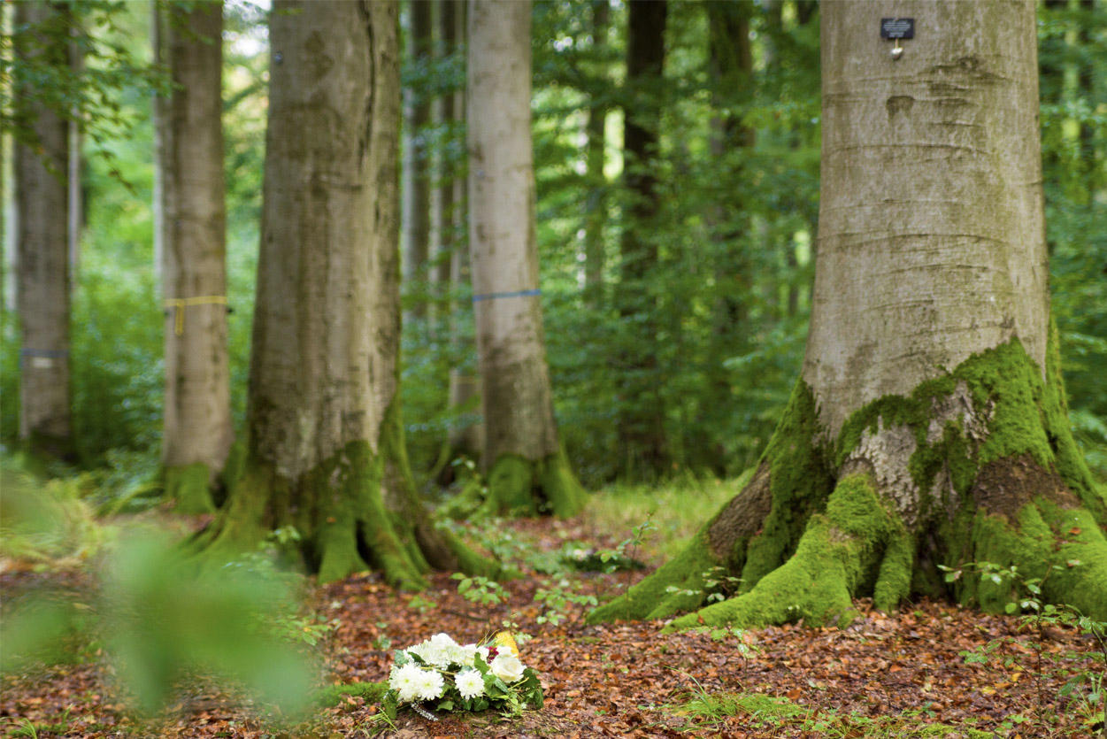 Eco-Friendly Funerals | Honouring Lives Sustainably