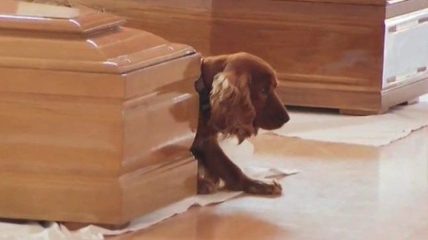 Can Dogs Mourn the Loss of Their Owners?