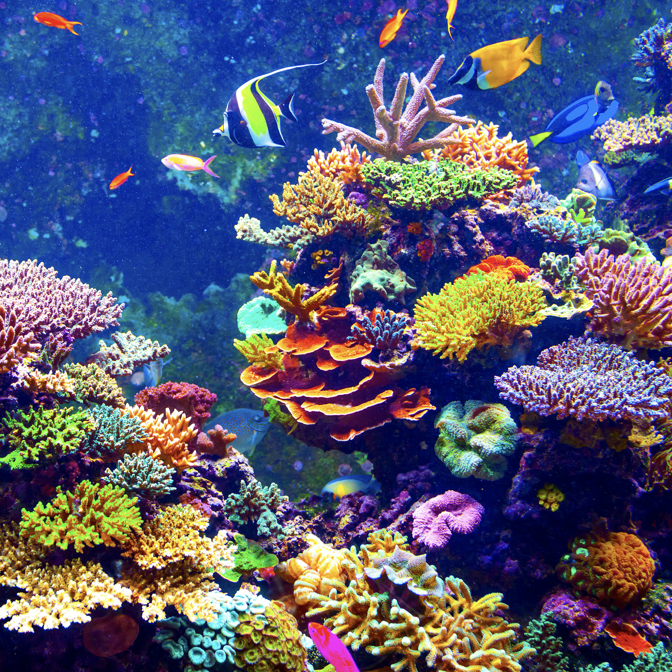 Choral reef