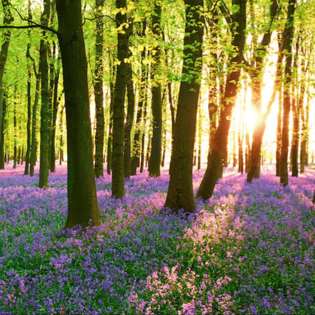 Woodland