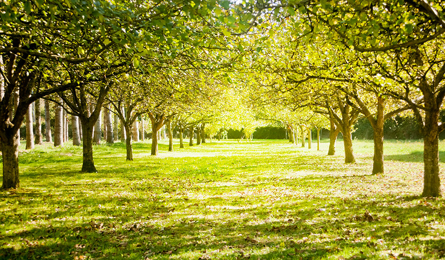 10 Ways to Honour Your Loved One’s Ashes