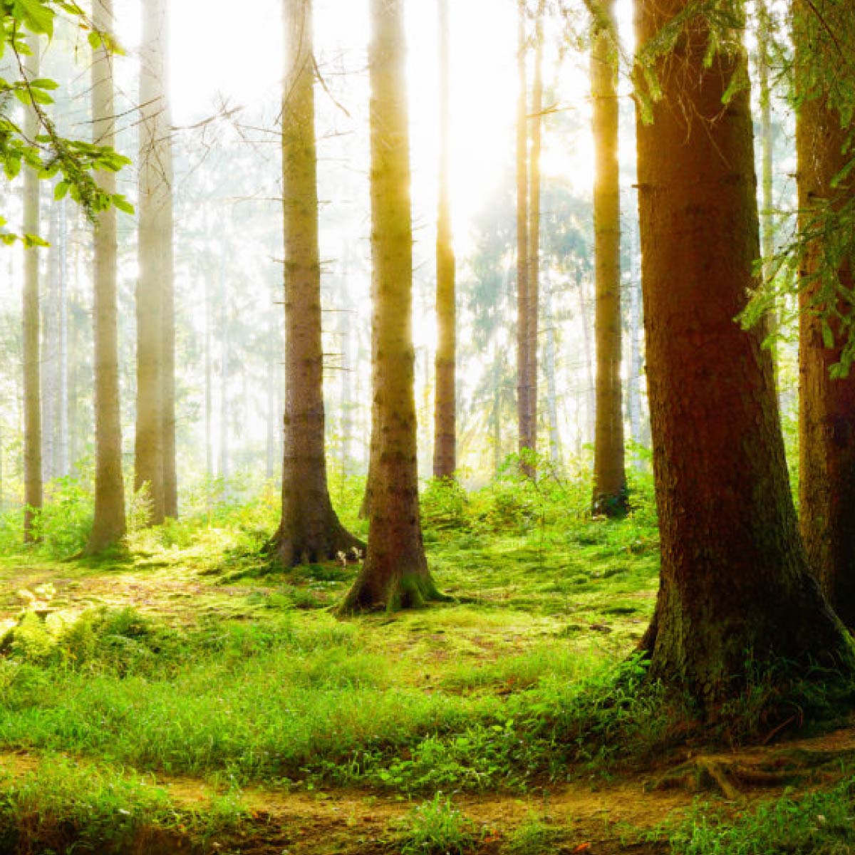 Woodland