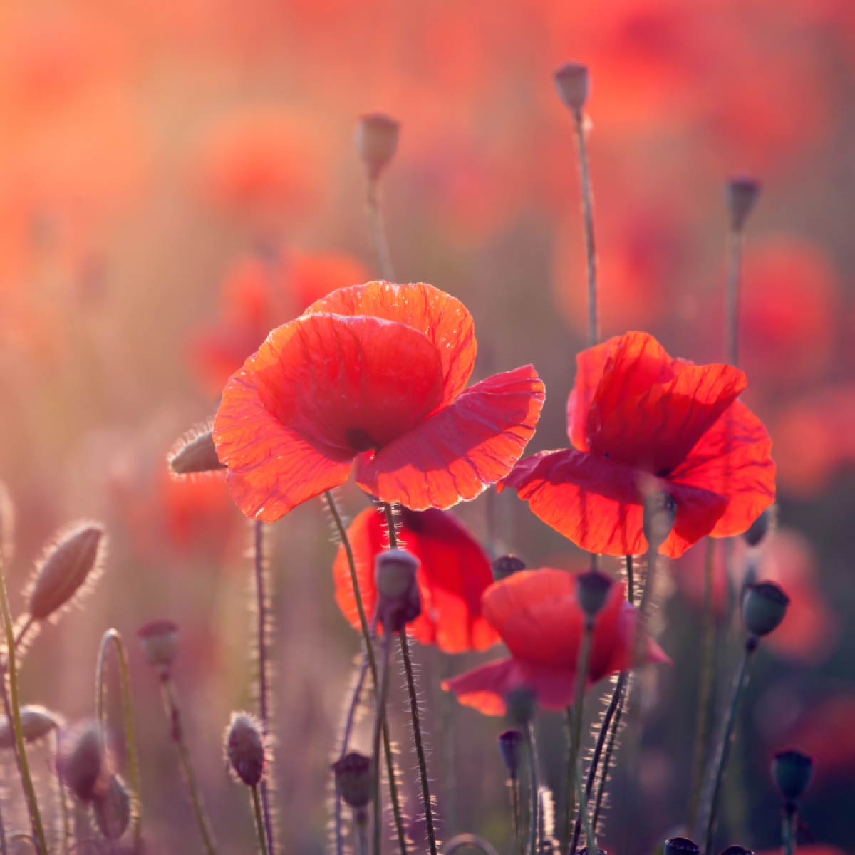 Poppies
